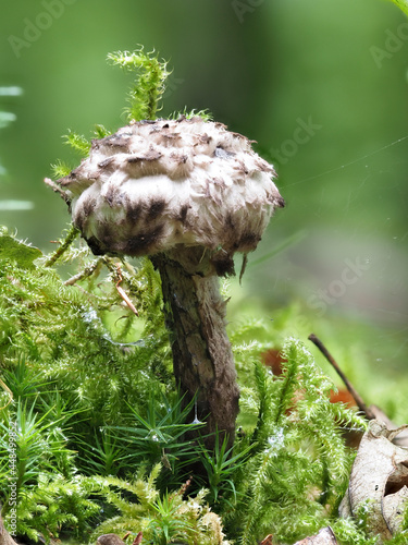 Gemeiner Strubbelkopfröhrling  (Strobilomyces strobilaceus) photo