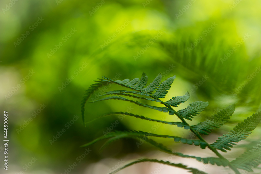 green fern leaves in the forest for background. Natural green fern leaves texture in the forest close up on a blurred background. foliage natural floral background of fern in sunlight. close-up