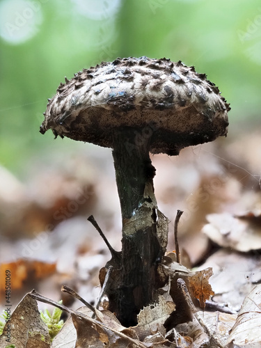 Gemeiner Strubbelkopfröhrling  (Strobilomyces strobilaceus) photo