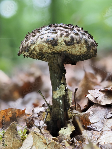 Gemeiner Strubbelkopfröhrling  (Strobilomyces strobilaceus) photo