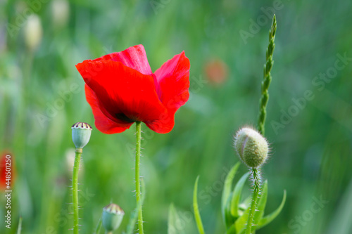 big beautiful red poppy in green grass. wild flower, poppy flower in daylight. aromatherapy, medicine, cosmetology. photographed in close-up. Soft focus, bokeh, blurred light green background. Europe