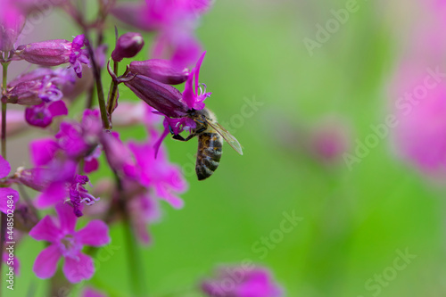 bee on a flower. European bee collects nectar on a pink meadow flower Viscaria vulgaris. honey bee, insect macro. natural green background, close-up, place for text. spring or summer day. insects