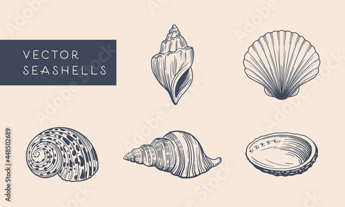 vector seashells