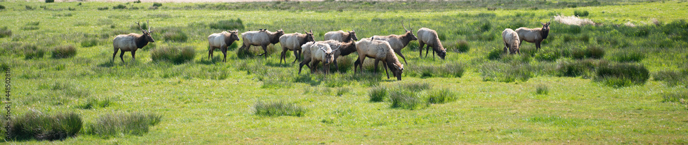 farming concept. panoramic view. herd of deer on green grass. wild animals in wildlife. farming concept. panoramic view. herd of deer on green grass. wild animals in wildlife.
