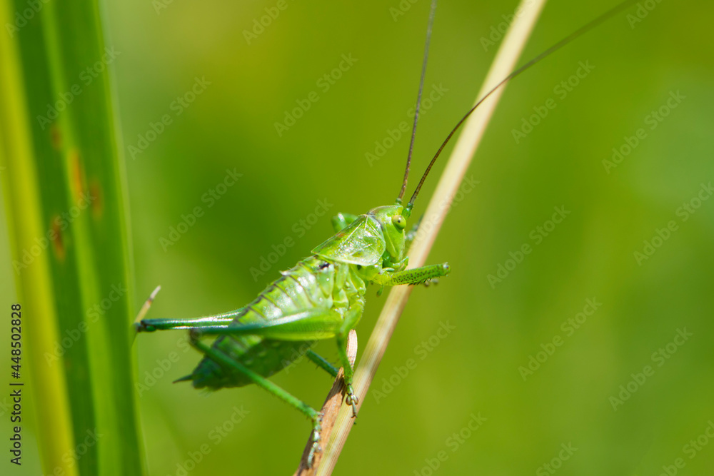 big green grasshopper in the spring grass. Green locust sits on a plant. big cricket on a green blurred background. macro photo of nature. close-up portrait of an insect. field pest big green grasshopper in the spring grass. Green locust sits on a plant. big cricket on a green blurred background. macro photo of nature. close-up portrait of an insect. field pest