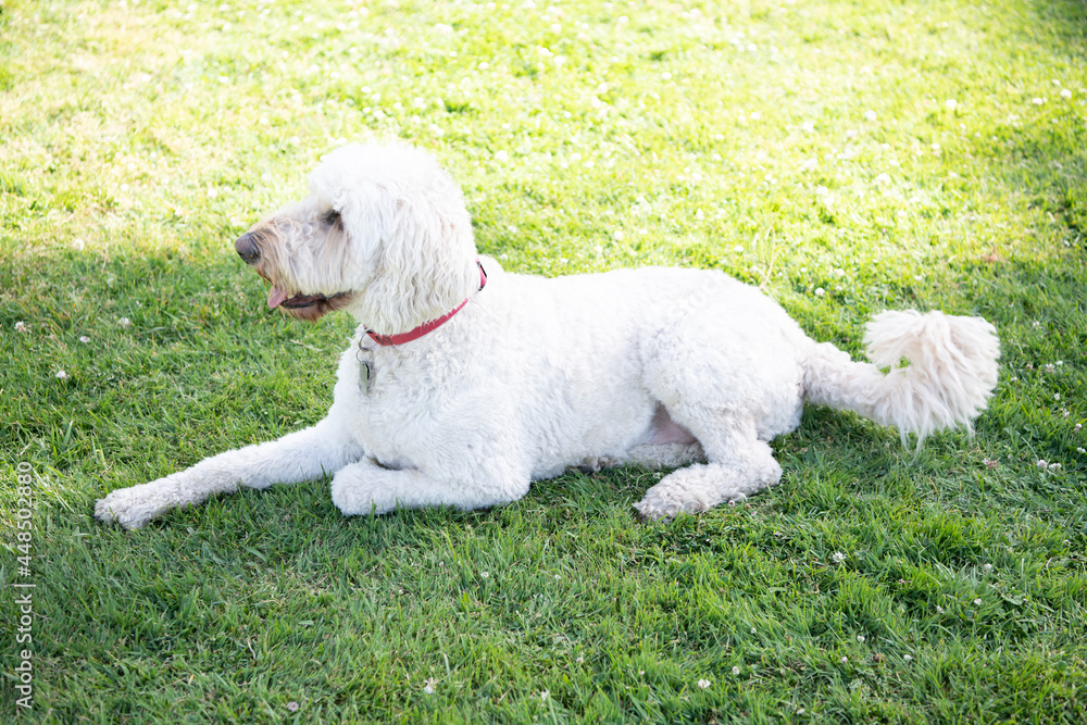 south russian sheepdog ovcharka. white dog in red collar. pet relax outdoor in summer park.