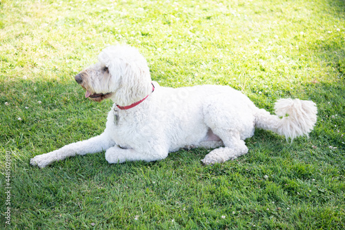 south russian sheepdog ovcharka. white dog in red collar. pet relax outdoor in summer park. photo