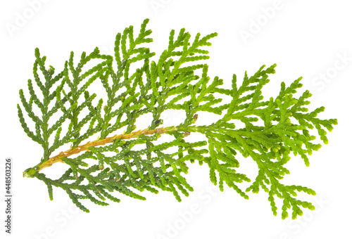 Green thuja branch isolated on white background.
