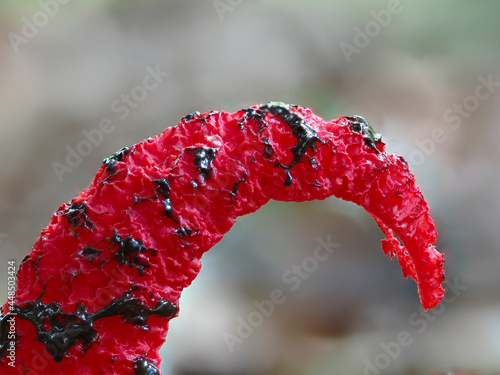 Tintenfischpilz (Clathrus archeri) photo