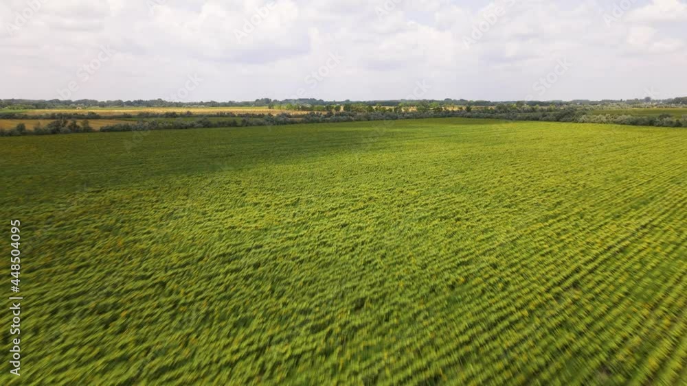 Endless sunflower field. Aerial view. Drone flying backwards at high speed Endless sunflower field. Aerial view. Drone flying backwards at high speed