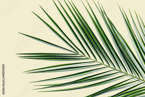 Palm leaf on yellow background with copy-space