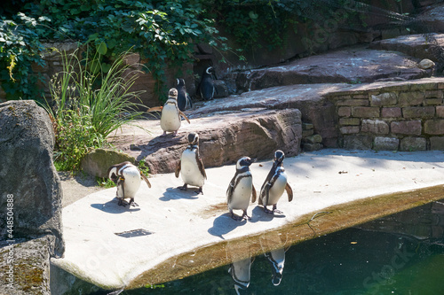 group of penguins standing by the water in the enclosure