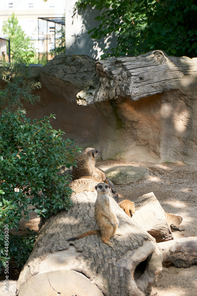 Fototapeta premium meerkat sits on tree trunk and looks into camera