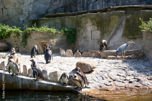 Valokuva group of penguins standing by the water in the enclosure