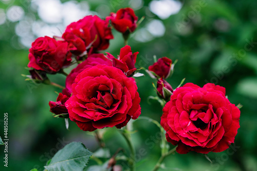 Beautiful blooming chinensis rose bush in a green summer garden. Soft selective focus.