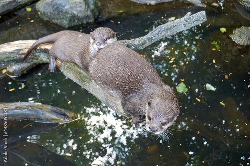 two otters sitting on a branch over a pond and cuddling