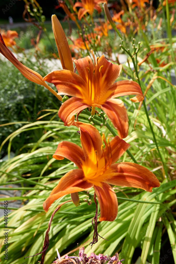 beautiful red yellow lilies Lilium bulbiferum beautiful red yellow lilies Lilium bulbiferum