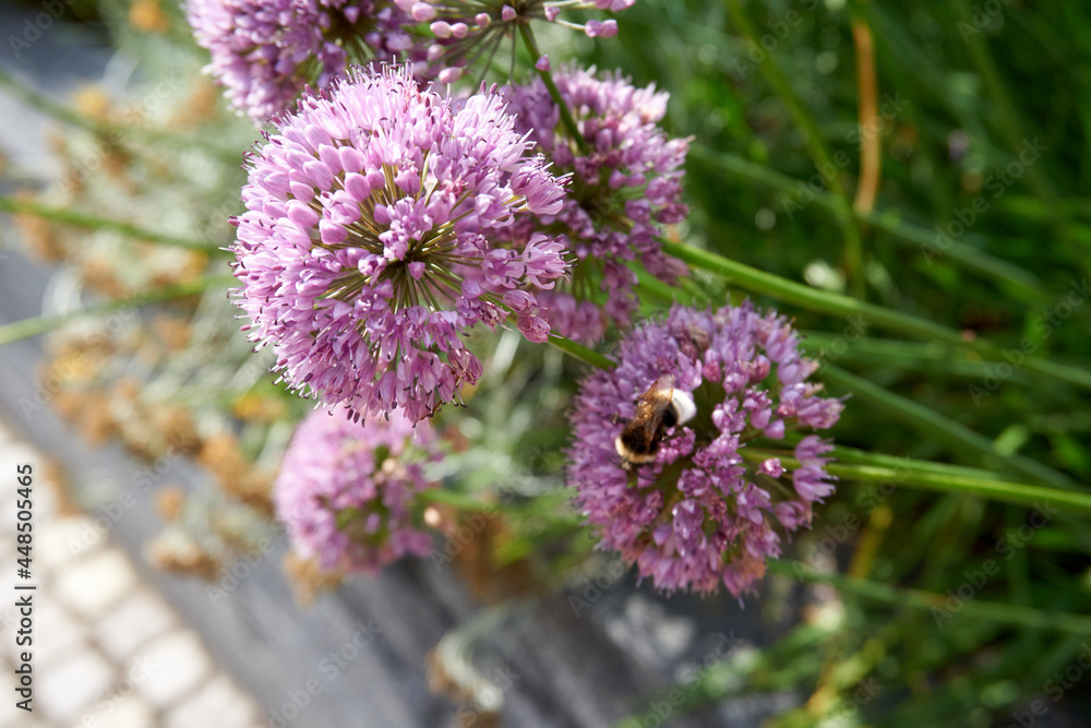 purple violet flowers Allium giganteum purple violet flowers Allium giganteum