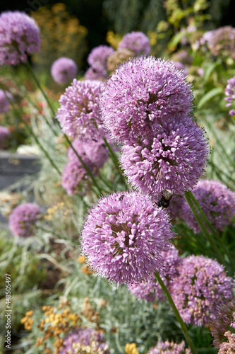 purple violet flowers Allium giganteum photo