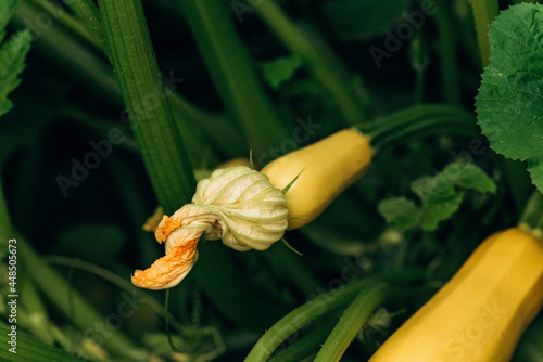 Organic zucchini and flowers on a branch in a vegetable garden. Agriculture. Soft selective focus.