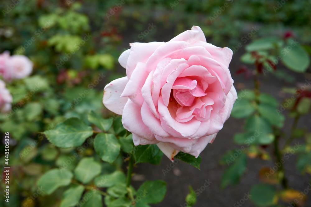 close up of a beautiful pink rose close up of a beautiful pink rose