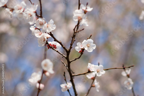Fototapeta Naklejka Na Ścianę i Meble -  apricot tree flowers