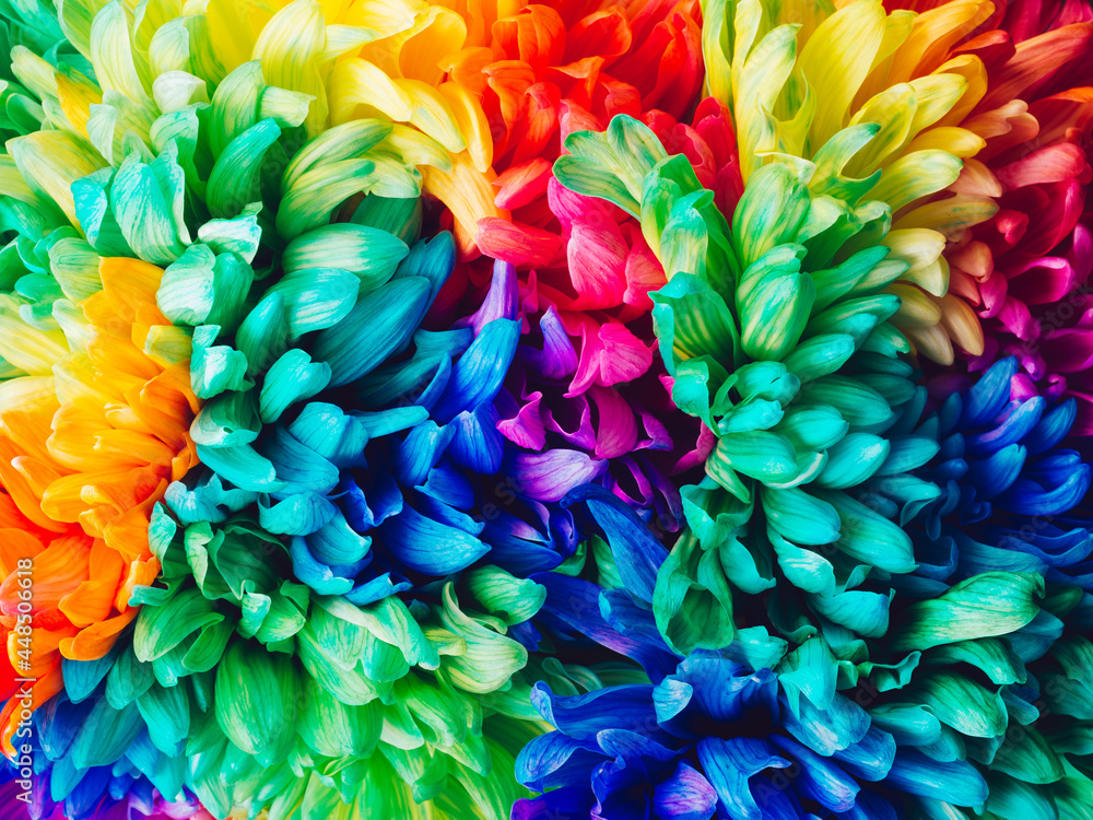 Solid horizontal background of colored chrysanthemums, close-up, top view. Chrysanthemum is painted in rainbow colors. Colored abstract background.