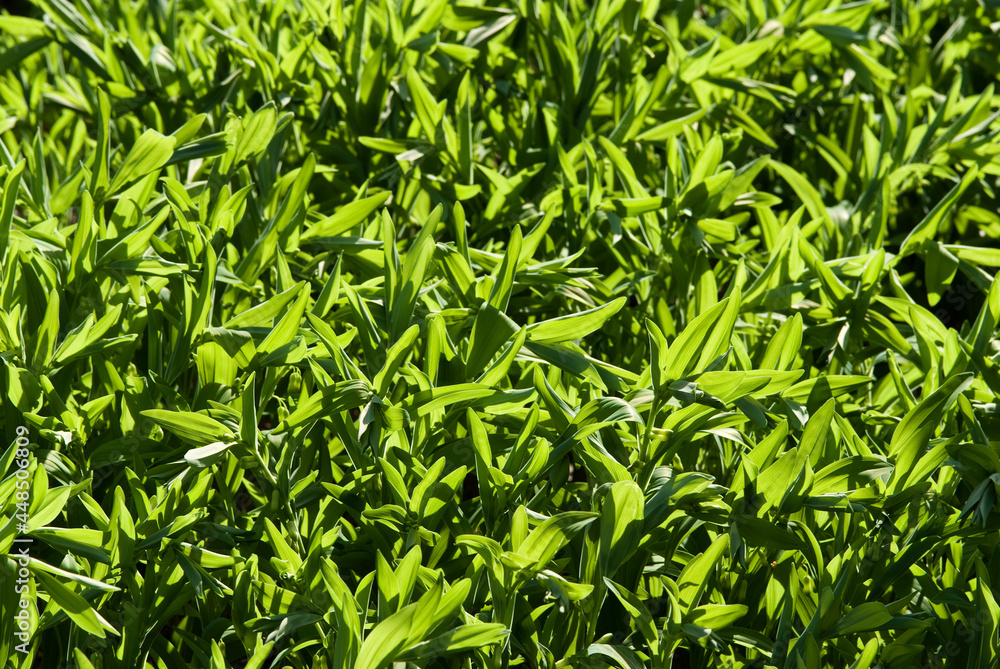 Solomon's seal Solomon's seal