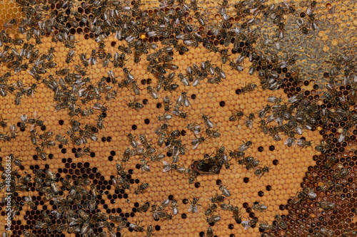 bees on honeycomb. Honeycomb frame with young bee brood and honey.