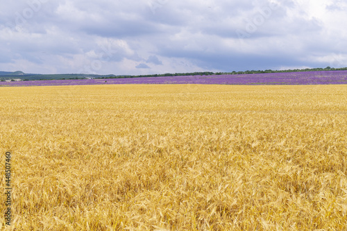 Grain field at the day light with blue sky