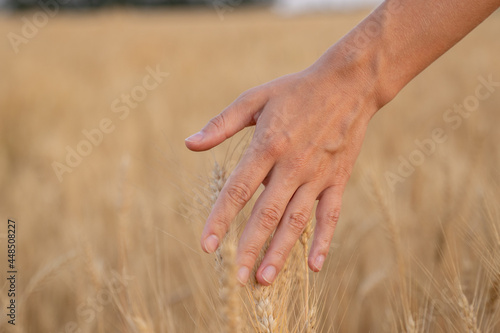 Close-up farmer touching his crop with hand in a golden wheat field. 