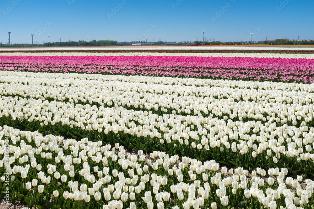 Tulip field, Flevoland Province, The Netherlands Tulip field, Flevoland Province, The Netherlands