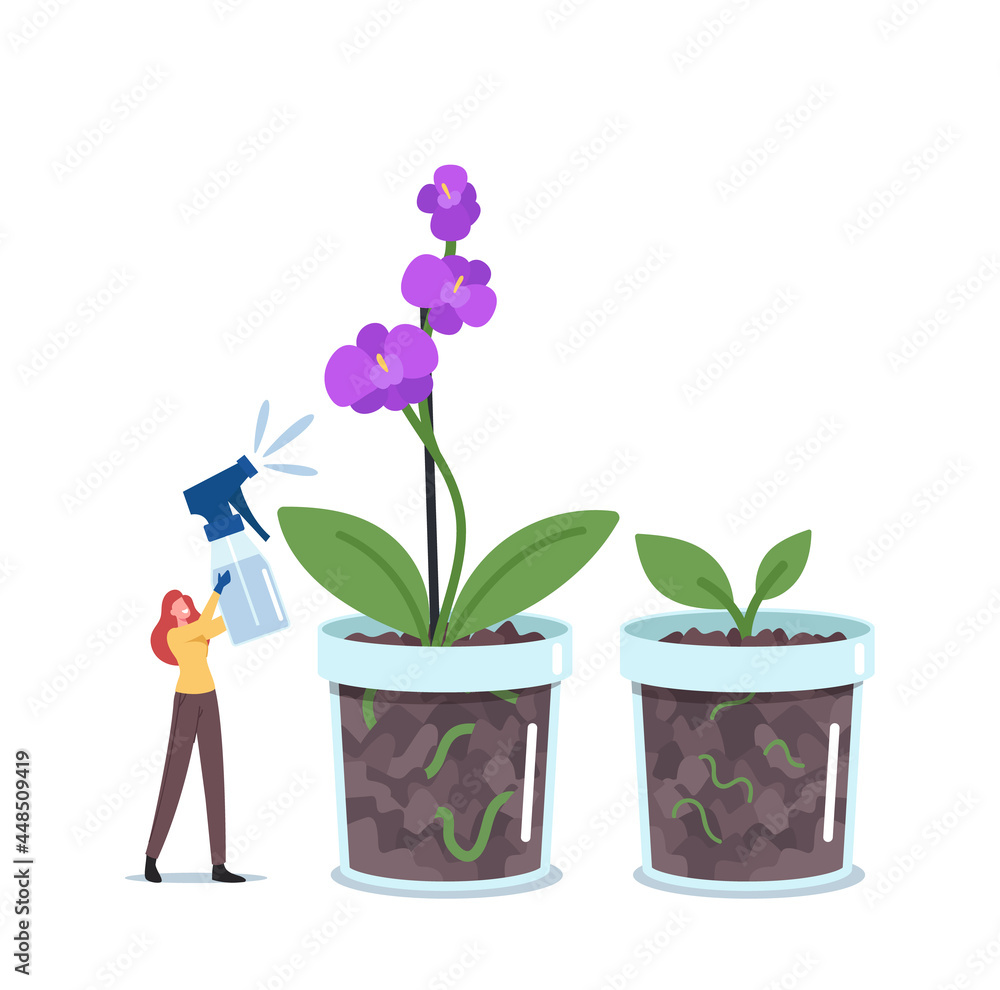Tiny Woman Botanist Watering or Spraying Huge Orchid Phalaenopsis Plant in Flowerpot. Gardening Hobby, Exotic Blossom