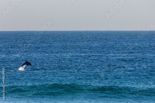 bottlenose dolphin jumping out of the ocean on a whale and dolphin tour