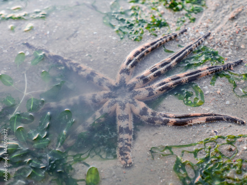 Fotografiet Luidia Seastar chilling in the shallow seawater during lowtide.