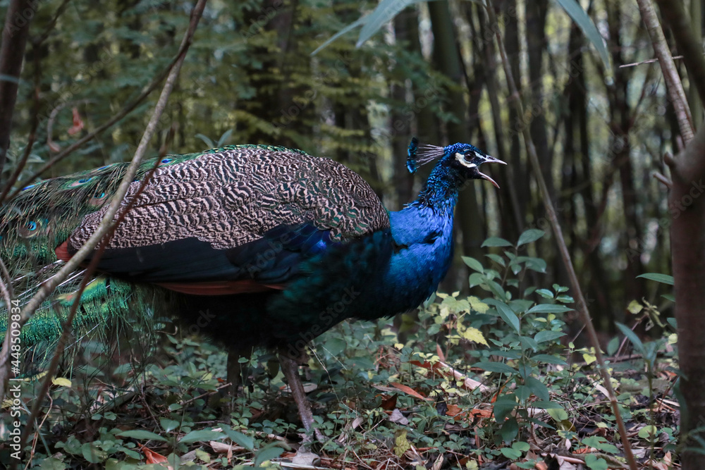 peacock at the Panda facility in Chendu China. peacock at the Panda facility in Chendu China.