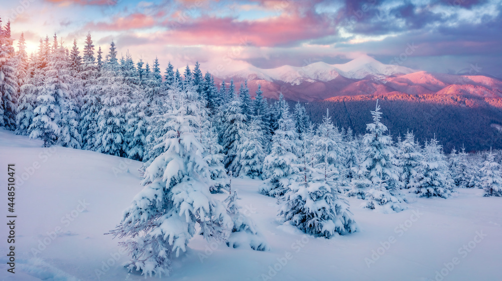 Superb sunrise in the mountains. Fresh snow covered slopes and fir trees in Carpathian mountains, Ukraine, Europe. Ski tour on untouched snowy hills. Beauty of nature concept background. Superb sunrise in the mountains. Fresh snow covered slopes and fir trees in Carpathian mountains, Ukraine, Europe. Ski tour on untouched snowy hills. Beauty of nature concept background.