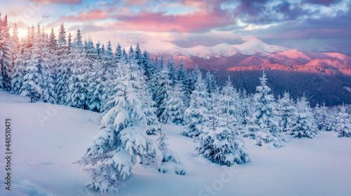 Superb sunrise in the mountains. Fresh snow covered slopes and fir trees in Carpathian mountains, Ukraine, Europe. Ski tour on untouched snowy hills. Beauty of nature concept background.