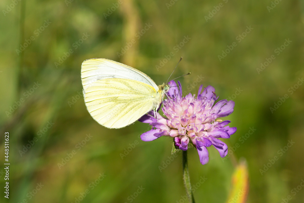 Naklejka premium Side view of Gonepteryx rhamni Butterfly on the purple flower