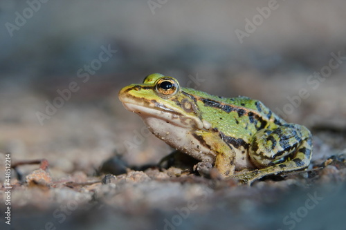 Portrait of a Marsh frog (Pelophylax ridibundus). 