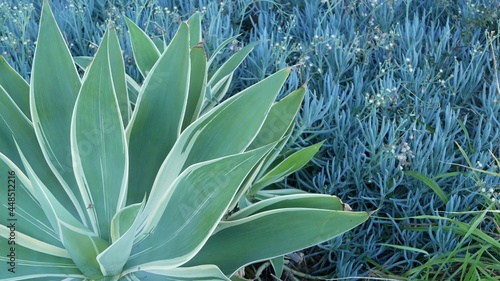 Wallpaper Mural Blue agave leaves, succulent gardening in California, USA. Home garden design, yucca, century plant or aloe. Natural botanical ornamental mexican houseplants, arid desert floriculture. Calm atmosphere Torontodigital.ca