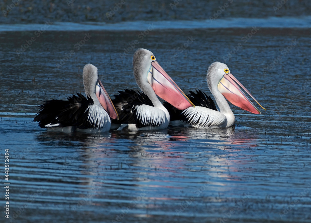 Three Australian pelicans in breeding colours. Three Australian pelicans in breeding colours.