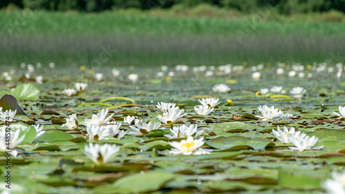 Fotografia aquatic vegetation at the river bank on a sunny summer day, the lotus background