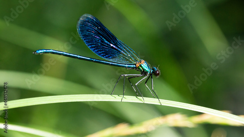The banded demoiselle Calopteryx splendens is a species of damselfly belonging to the family Calopterygidae