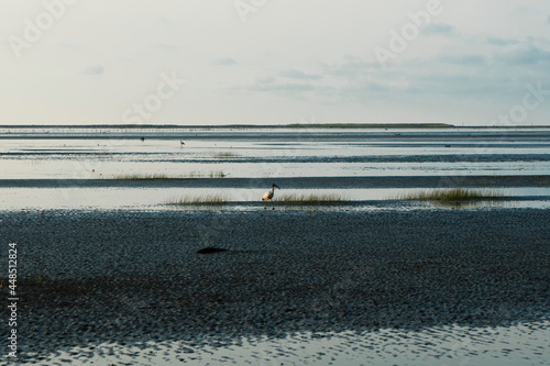 seagulls on the beach