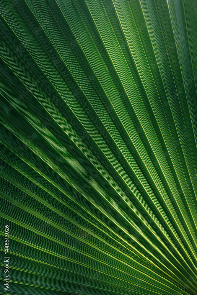 palm leaf texture natural tropical green leaf close up - obrazy, fototapety, plakaty 