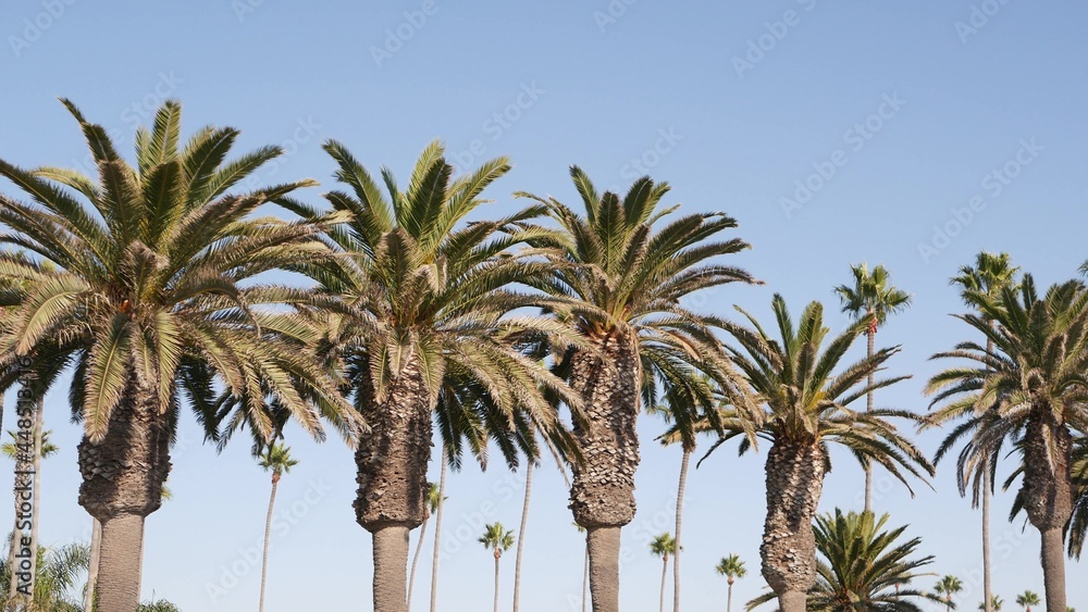 Obraz premium Palms in Los Angeles, California, USA. Summertime aesthetic of Santa Monica and Venice Beach on Pacific ocean. Clear blue sky and iconic palm trees. Atmosphere of Beverly Hills in Hollywood. LA vibes.