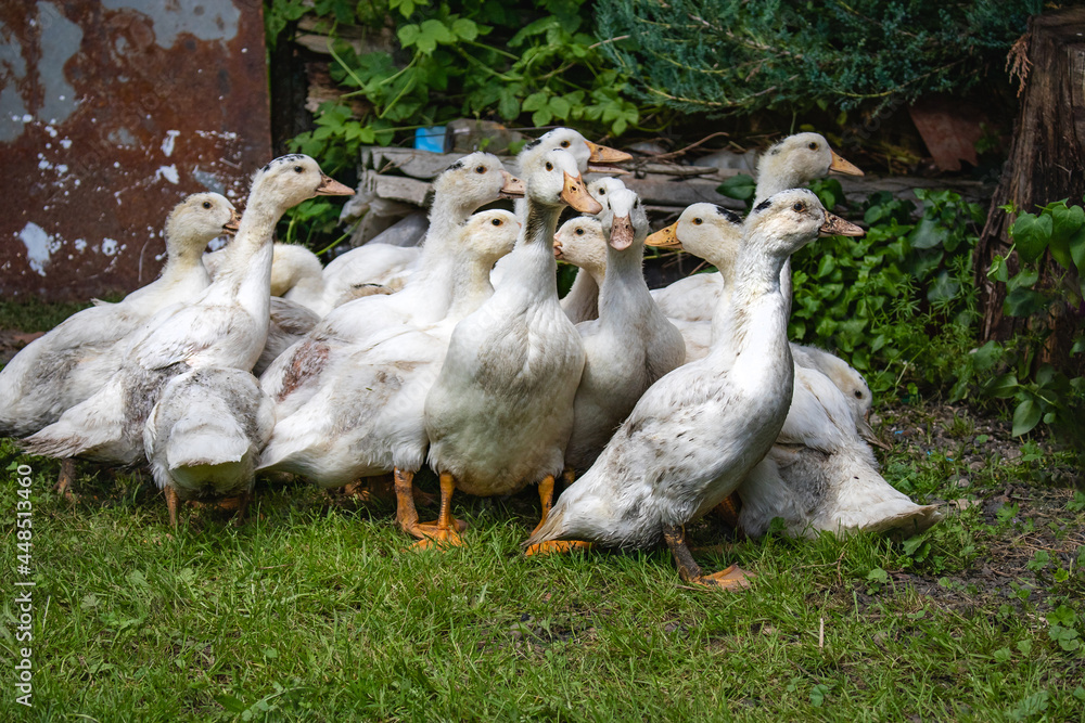 Obraz premium White ducks in a rural yard. White domestic ducks walk on the green grass in the countryside on a sunny day. Ducks on the green grass. Ducks are sitting in the green grass.