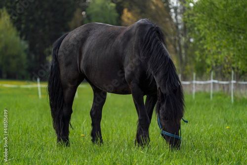 Friesian horse grazing in the meadow