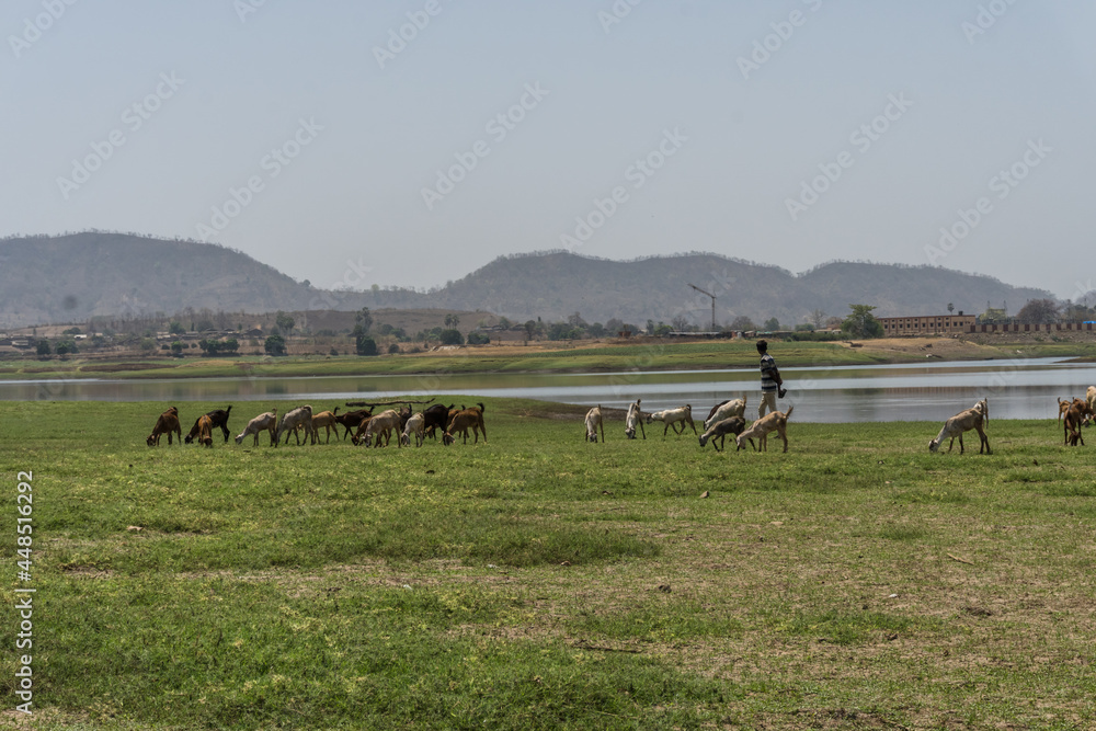 Obraz premium grazing goats and palm trees at Vishal khadi, Rajpipla